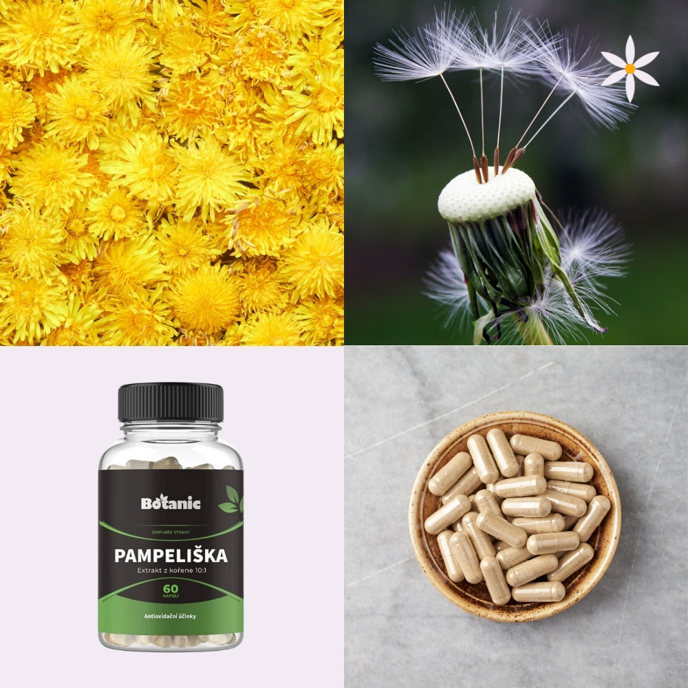 Pampeliška ~ extrakt vegan kapsle ~ Další produktové fotografie