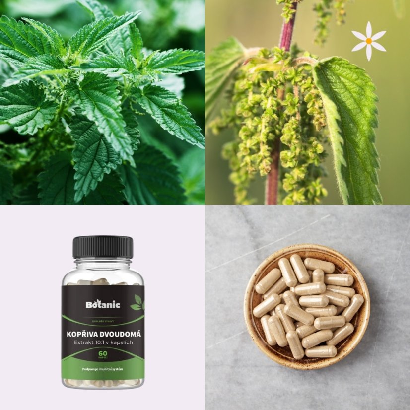 Třetí produkt v balíčku ~ kopřiva ~ extrakt vegan kapsle 60 ks ~ zelená královna