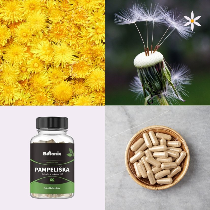 Pampeliška ~ extrakt vegan kapsle ~ další produktové fotografie