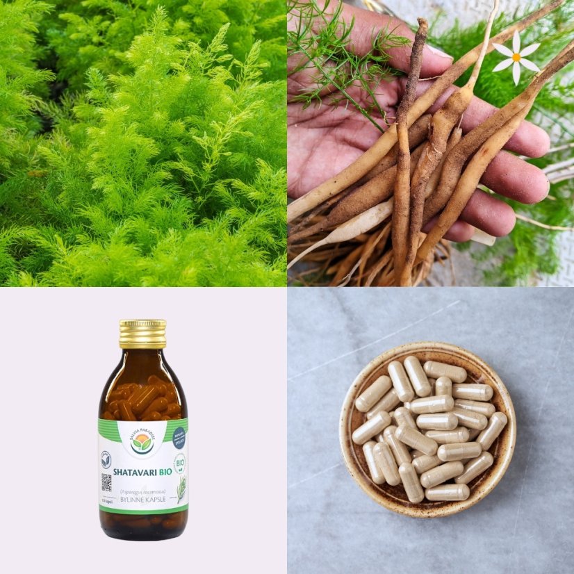 První produkt v balíčku ~ šatavari ~ vegan kapsle BIO 120 ks ~ ženská síla