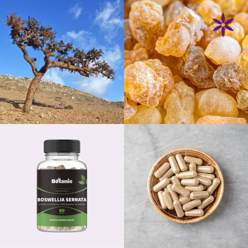 Boswellia serrata ~ další produktové fotografie