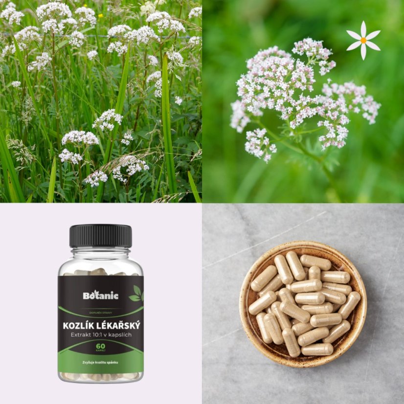 Kozlík lékařský ~ extrakt vegan kapsle ~ Další produktové fotografie 