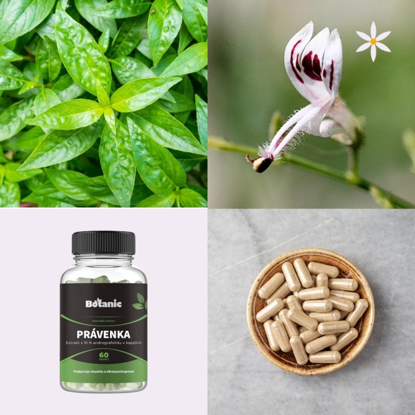 Právenka latnata ~ extrakt vegan kapsle ~ další produktové fotografie