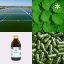 Japonská chlorella ~ vegan kapsle ~ další produktové fotografie
