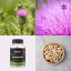 Ostropestřec mariánský ~ extrakt vegan kapsle ~ další produktové fotografie Ostropestřec mariánský ~ extrakt vegan kapsle ~ další produktové fotografie