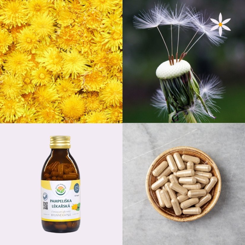 Třetí produkt v balíčku ~ pampeliška ~ vegan kapsle 120 ks ~ zlatá bylina