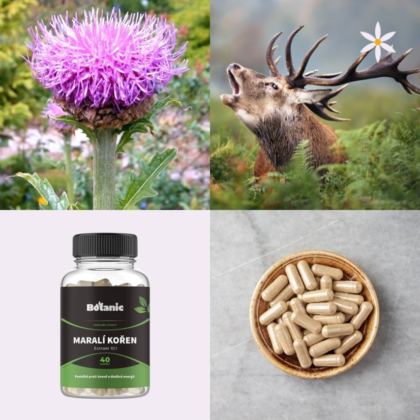 Maralí kořen ~ extrakt vegan kapsle ~ další produktové fotografie
