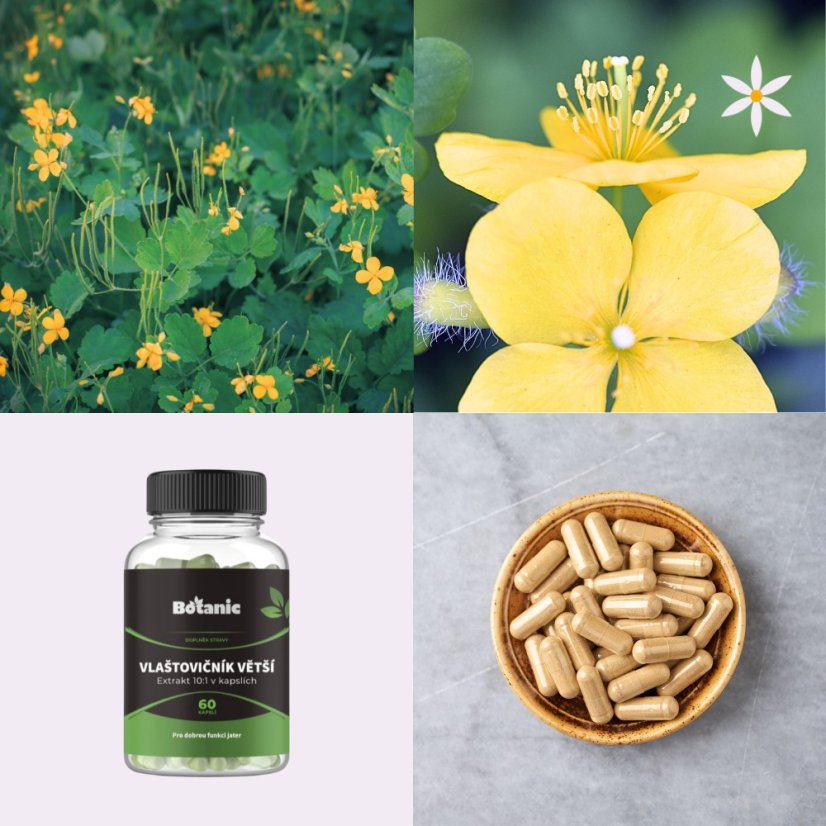 Vlaštovičník větší ~ další produktové fotografie