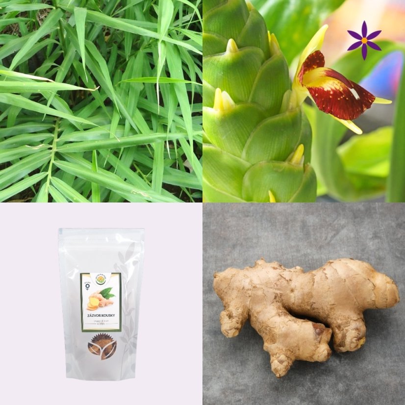 Druhý produkt v balíčku ~ zázvor ~ sušený 250 g ~ zlatý kořen života