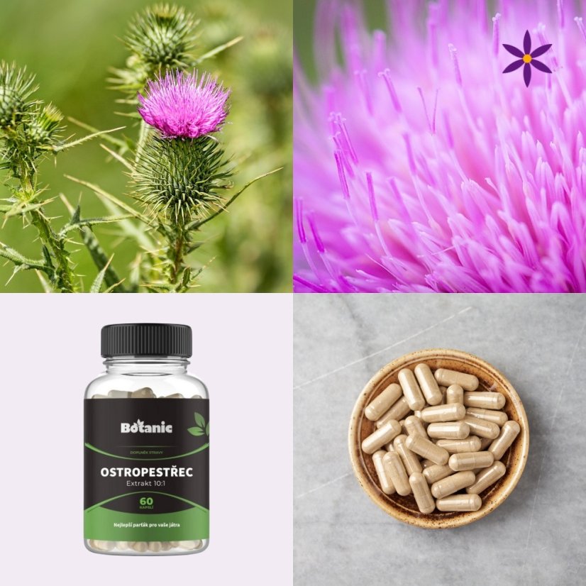 Ostropestřec mariánský ~ extrakt vegan kapsle ~ další produktové fotografie