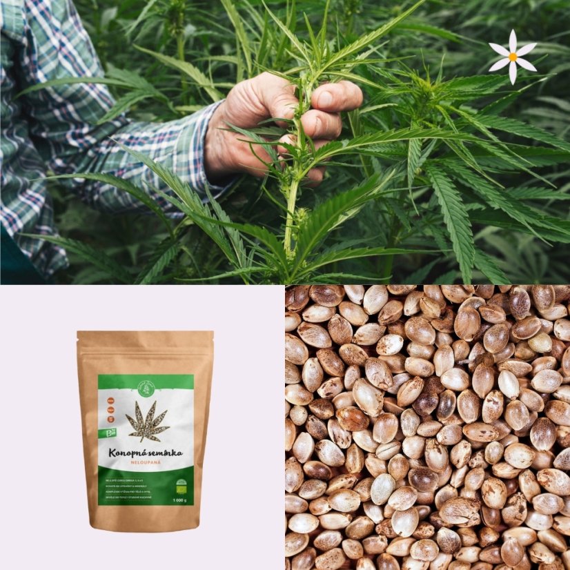 Druhý produkt v balíčku ~ Konopné semínko ~ neloupané BIO 500 g ~ výživový poklad
