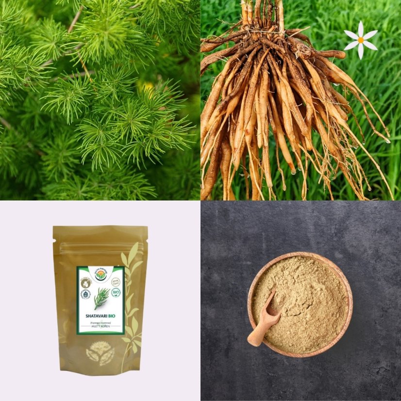 Šatavari ~ kořen mletý ~ další produktové fotografie