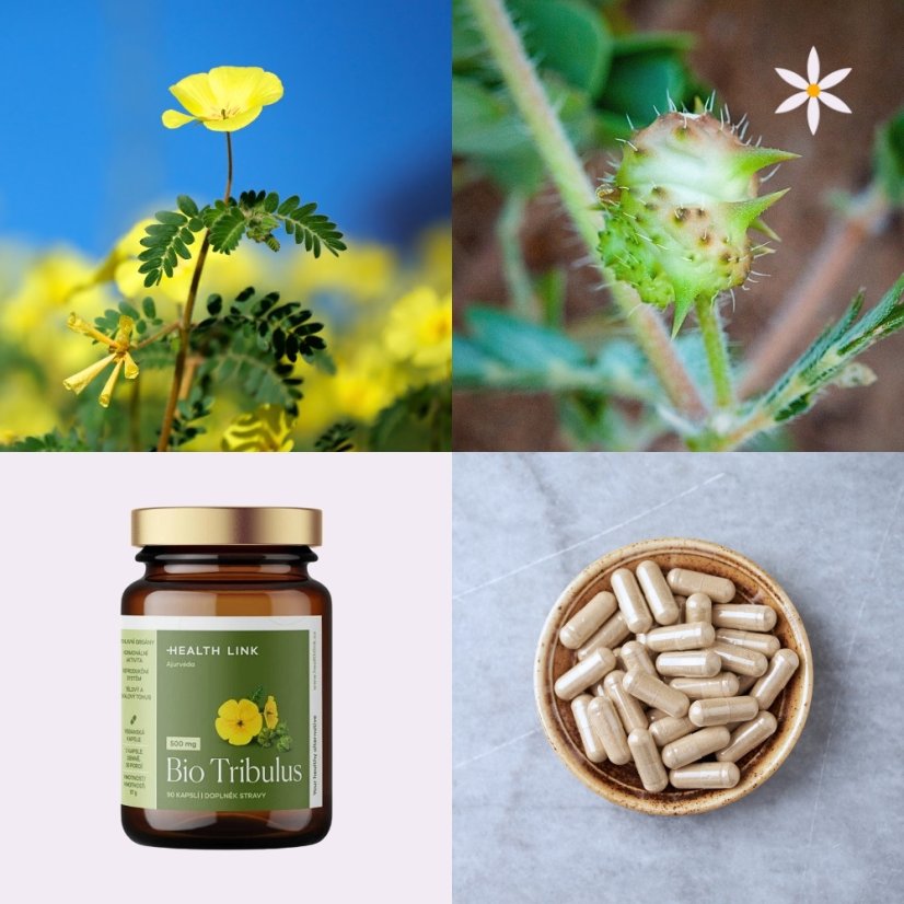 Kotvičník ~ vegan kapsle ~ další produktové fotografie