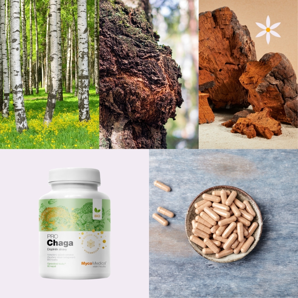 Čaga PRO extrakt BIO kasple  ~ další produktové fotografie