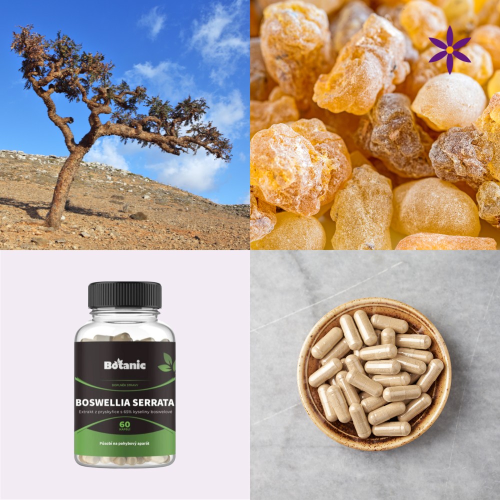 Boswellia serrata~ Další produktové fotografie