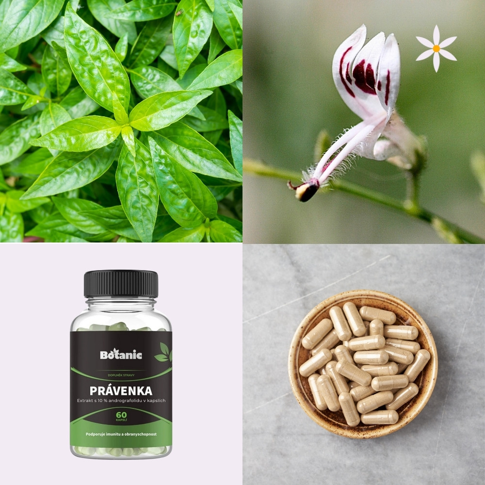 Právenka latnata ~ extrakt vegan kapsle ~ Další produktové fotografie